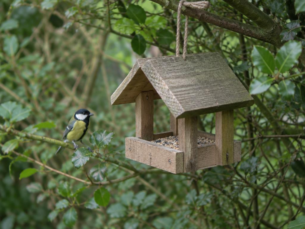 Bird Feeder